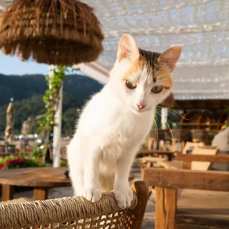 فندق The Diplomat تورونشْ